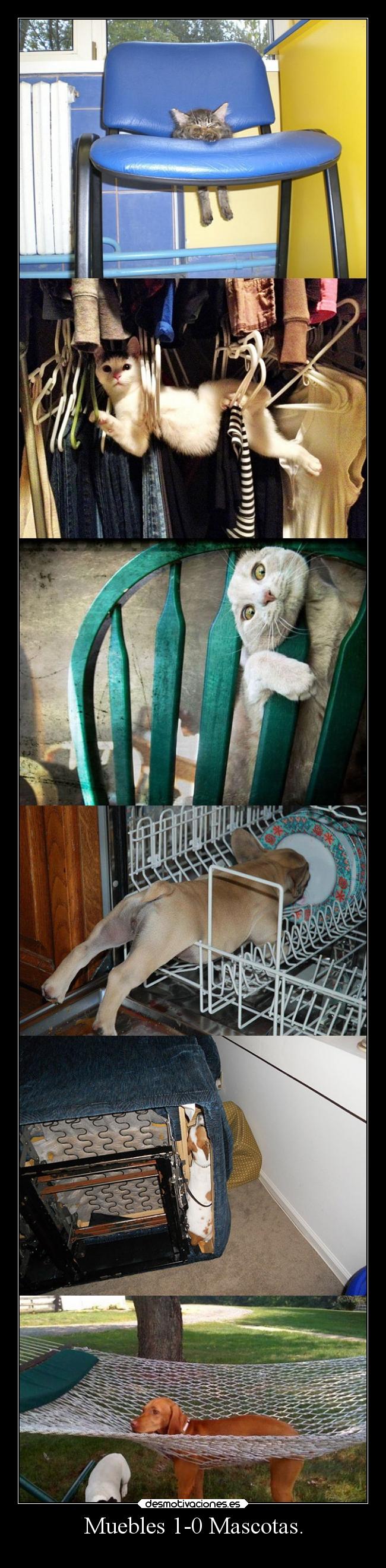 Muebles 1-0 Mascotas. -