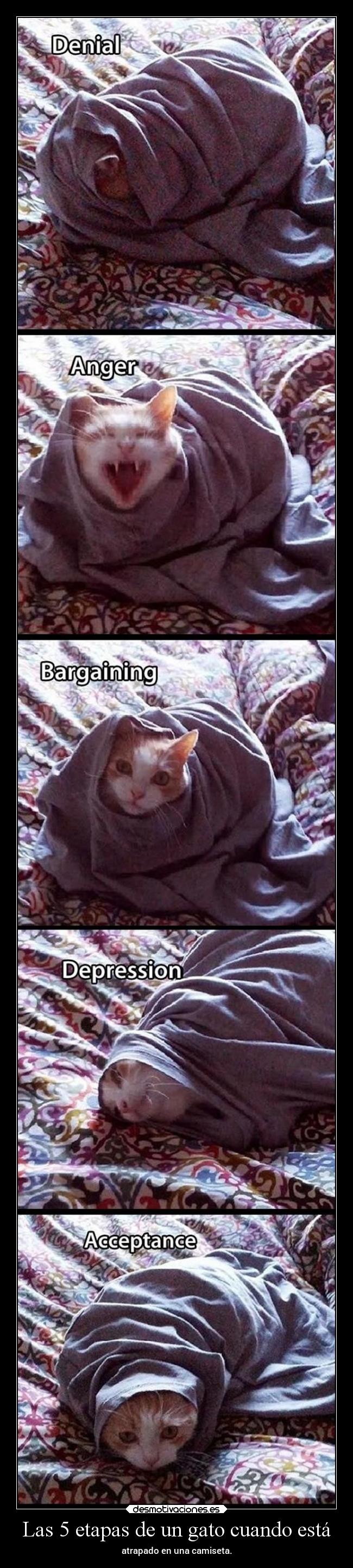 Las 5 etapas de un gato cuando está - atrapado en una camiseta.