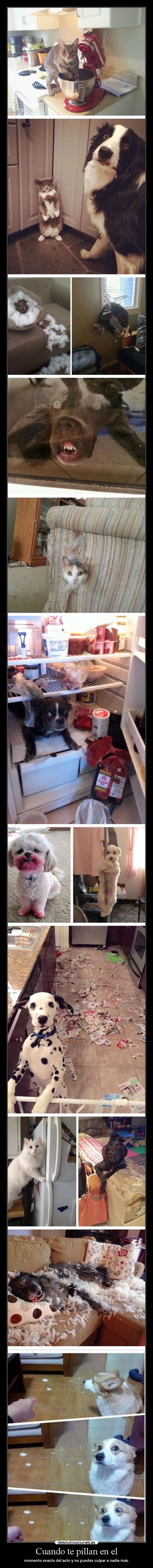 Cuando te pillan en el - 