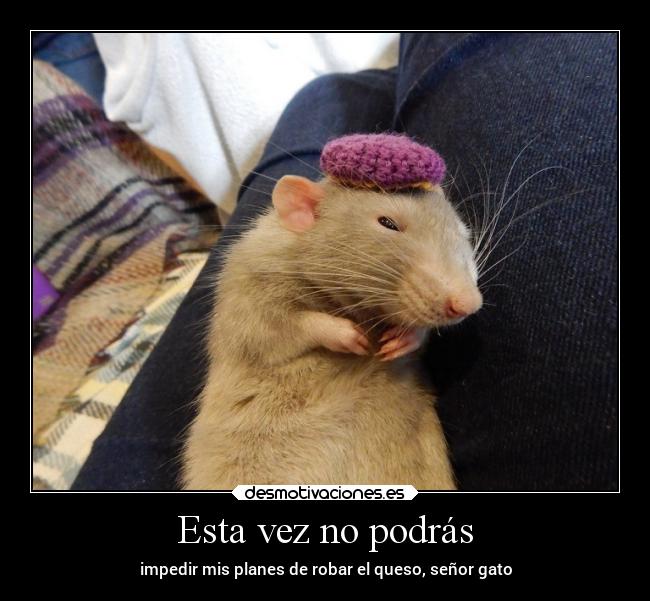 Esta vez no podrás - impedir mis planes de robar el queso, señor gato