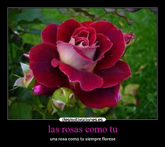 carteles humor filosofia cosas buenas desmotivaciones