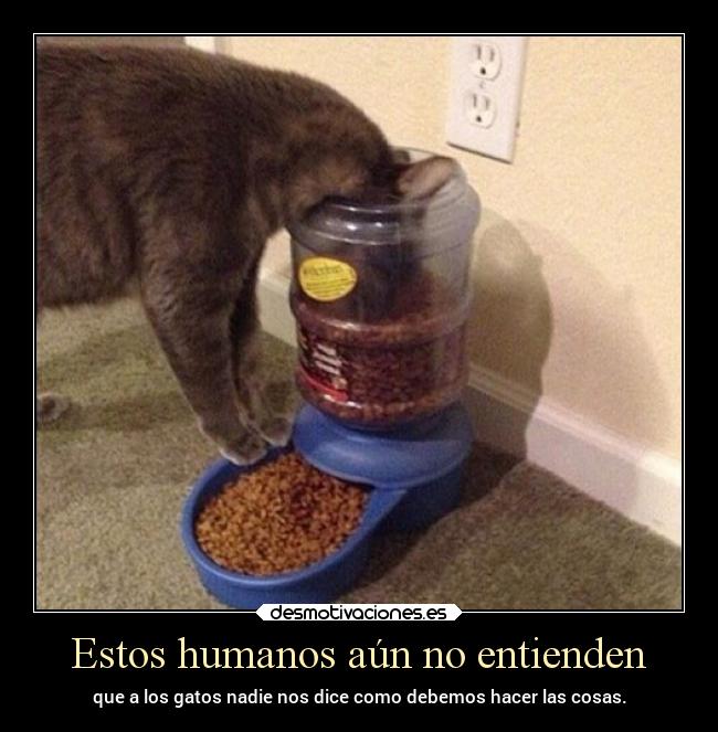 Estos humanos aún no entienden -