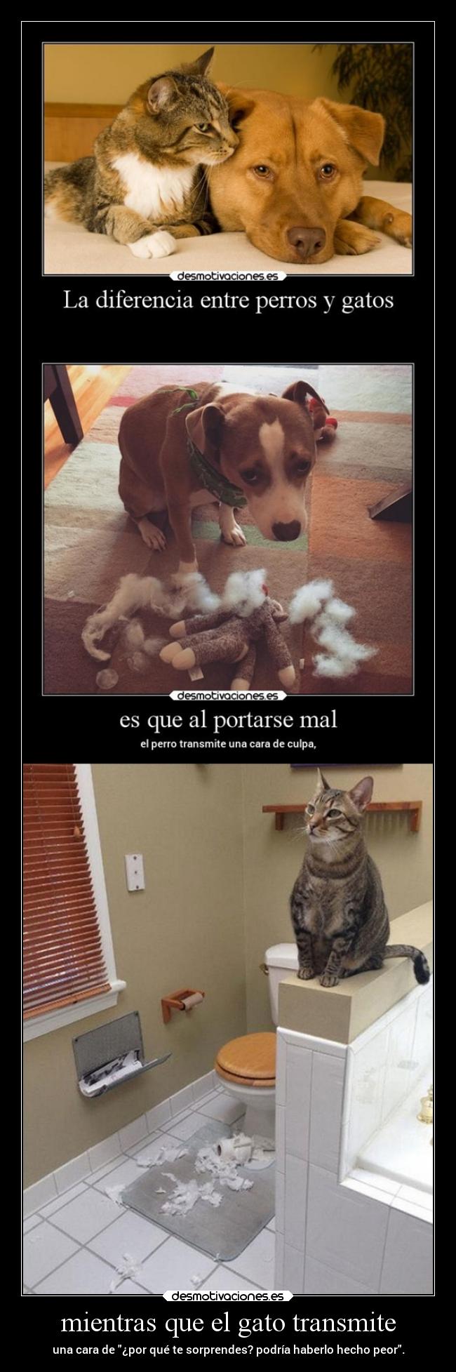carteles humor gatos graciosas perros diferencia culpa reacciones desmofunny rilacs desmotivaciones