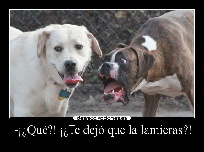 -¡¿Qué?! ¡¿Te dejó que la lamieras?! -