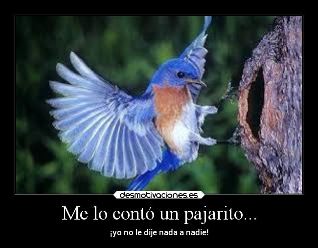 carteles humor pajaros desmotivaciones