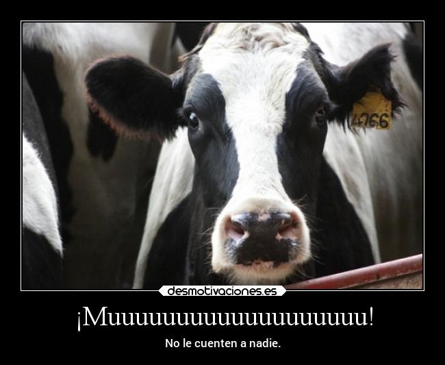 carteles humor slipkdemon clandesplazado vaca holando secreto desmotivaciones