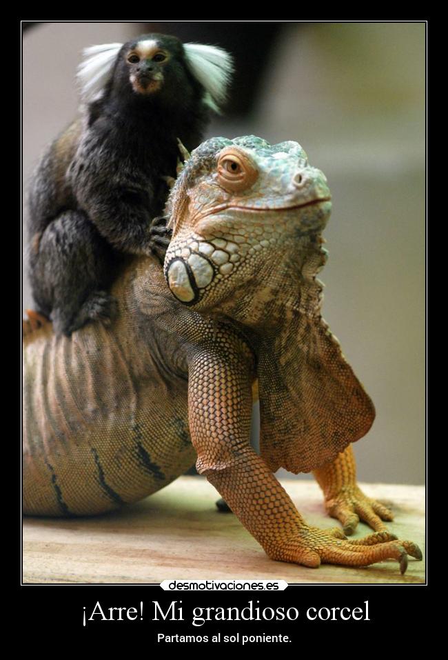 carteles humor theinmolrtals mortals iguana verde montura del titi comun desmotivaciones