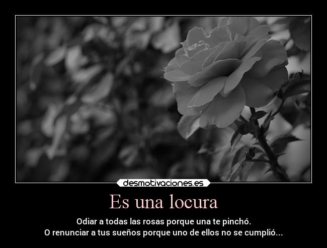 Es una locura - Odiar a todas las rosas porque una te pinchó.
O renunciar a tus sueños porque uno de ellos no se cumplió...