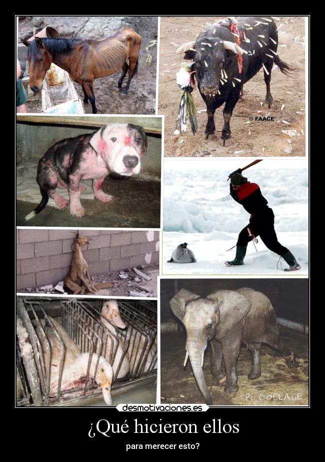 ¿Qué hicieron ellos - 