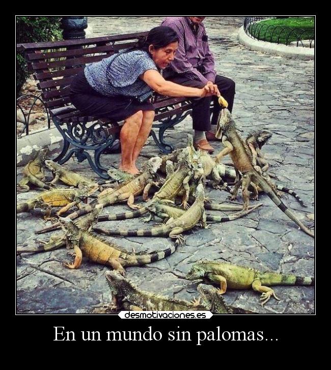 En un mundo sin palomas... -