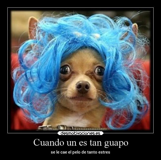 Cuando un es tan guapo - se le cae el pelo de tanto estres