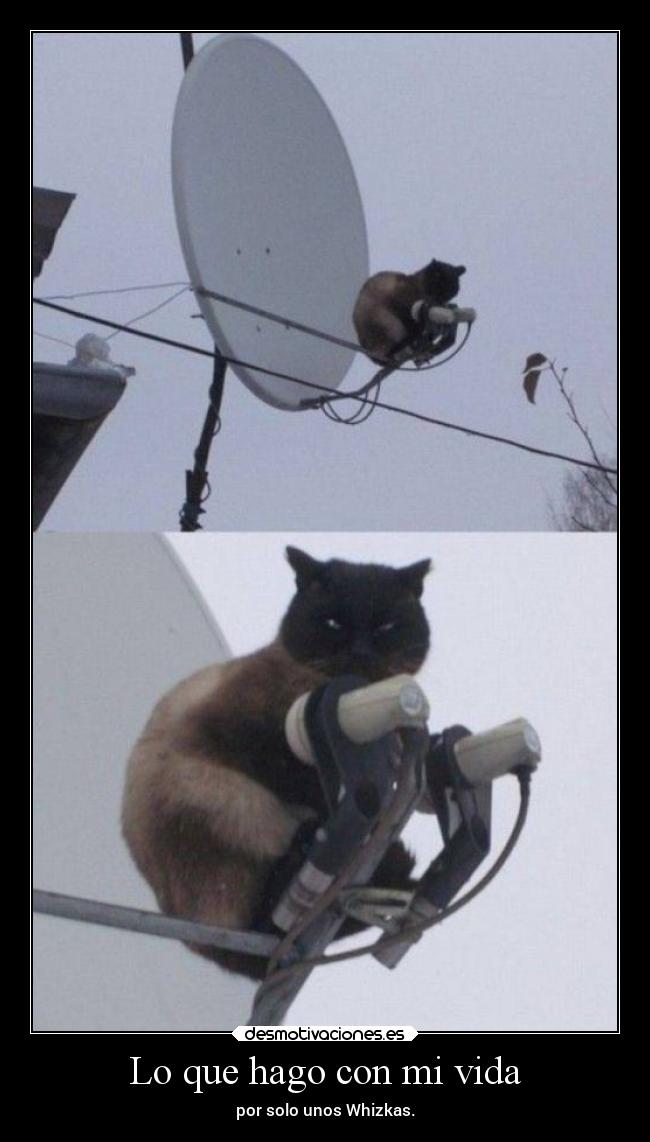 Lo que hago con mi vida - por solo unos Whizkas.