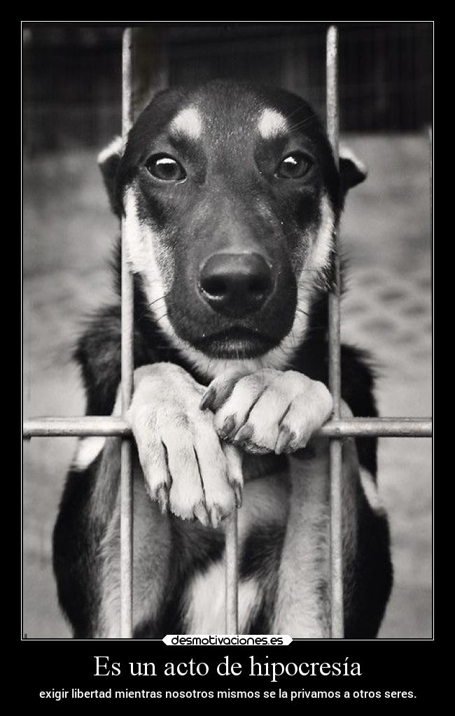 Es un acto de hipocresía - exigir libertad mientras nosotros mismos se la privamos a otros seres.