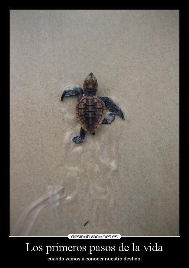 carteles vida desmotivaciones destino vida sabiduria primeros pasos playa emiya95 desmotivaciones