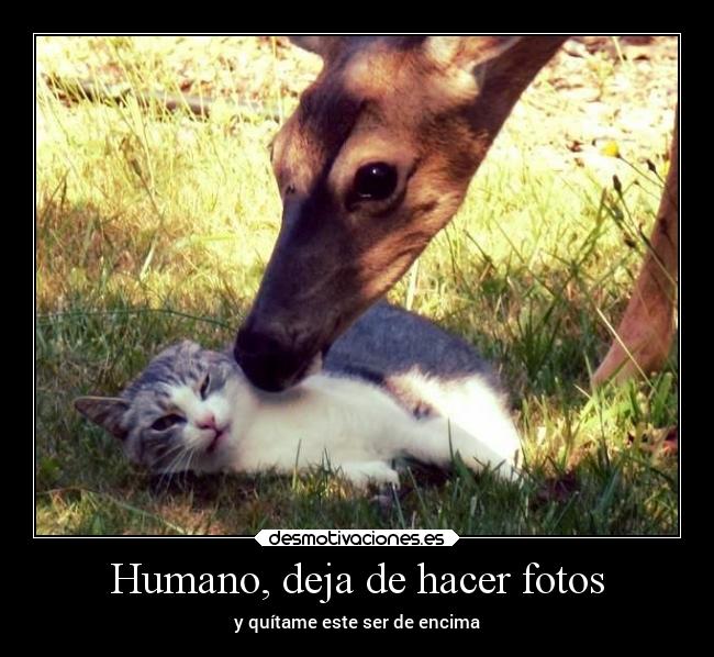 Humano, deja de hacer fotos - 
