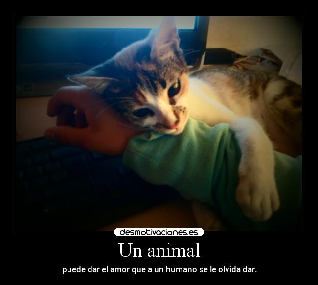 Un animal - puede dar el amor que a un humano se le olvida dar.