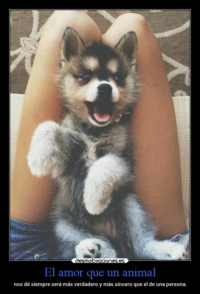 El amor que un animal -