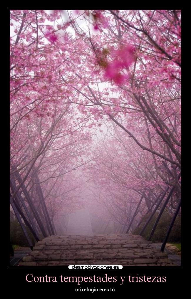 carteles amor maxwell arigatobakasan desmotivaciones