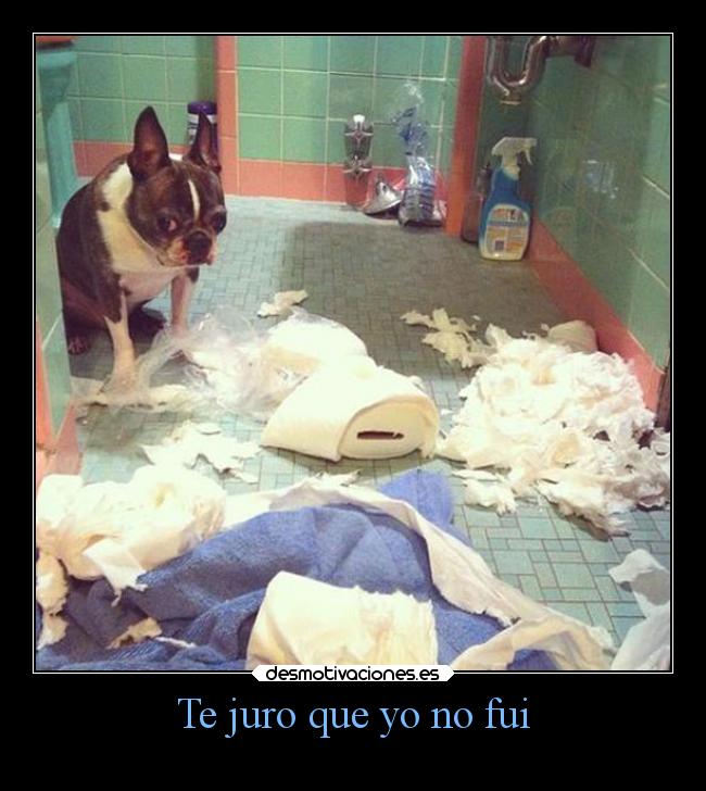 carteles animales amor perros travesura desastre desorden lio desmotivaciones