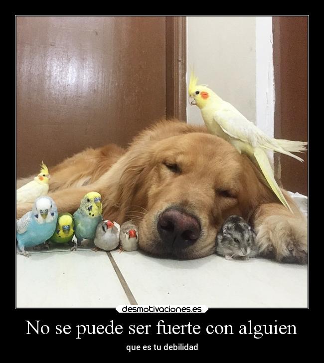 No se puede ser fuerte con alguien - que es tu debilidad