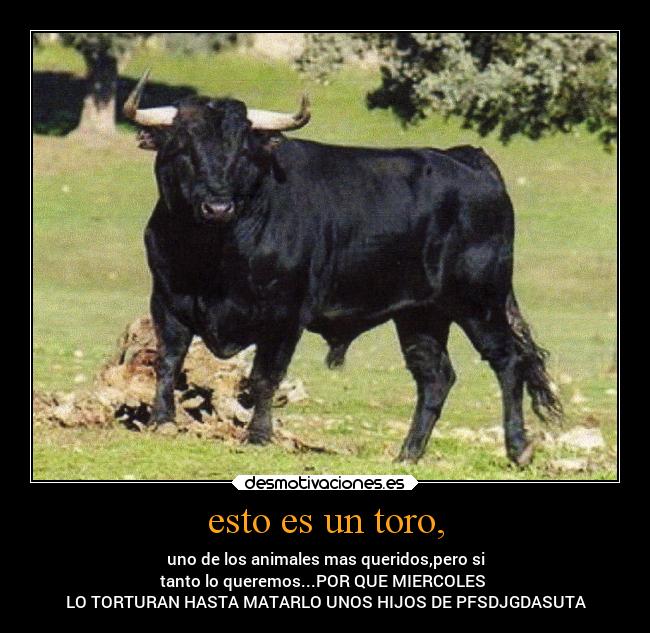 esto es un toro, - uno de los animales mas queridos,pero si
tanto lo queremos...POR QUE MIERCOLES 
LO TORTURAN HASTA MATARLO UNOS HIJOS DE PFSDJGDASUTA