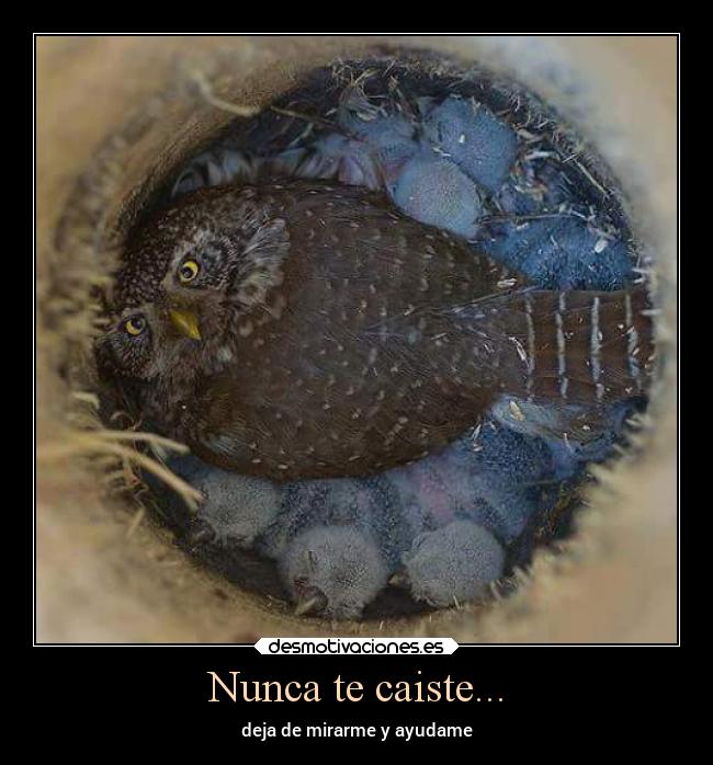 Nunca te caiste... - 