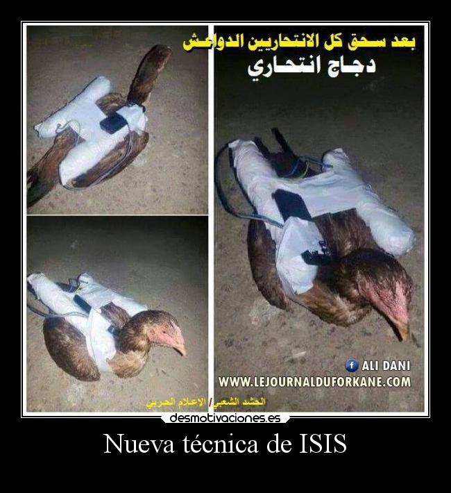 carteles animales isis gallina suicida islam jihad desmotivaciones