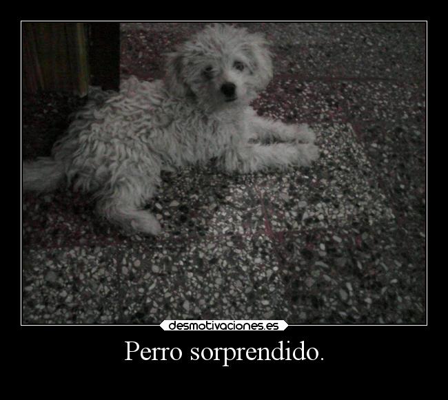 Perro sorprendido. -