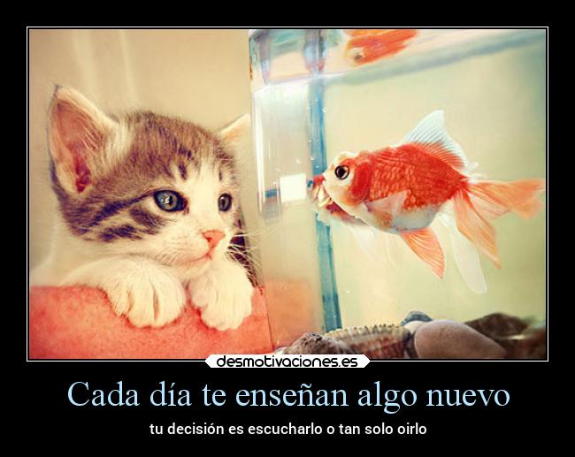 Cada día te enseñan algo nuevo - tu decisión es escucharlo o tan solo oirlo
