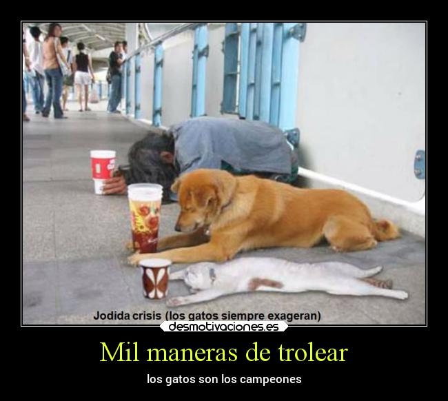 Mil maneras de trolear - los gatos son los campeones