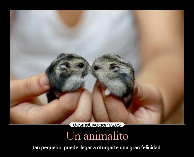 Un animalito - tan pequeño, puede llegar a otorgarte una gran felicidad.