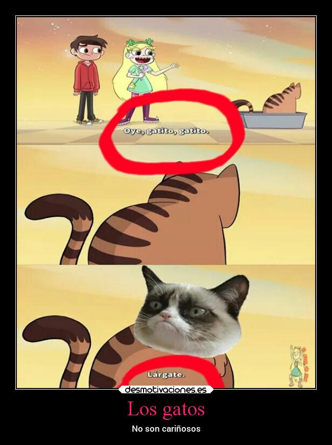 Los gatos - No son cariñosos