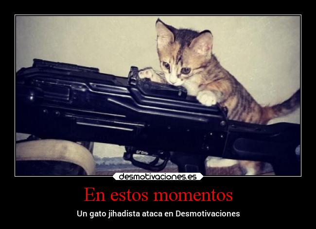 carteles gatos desmotivaciones jihad isis desmotivaciones