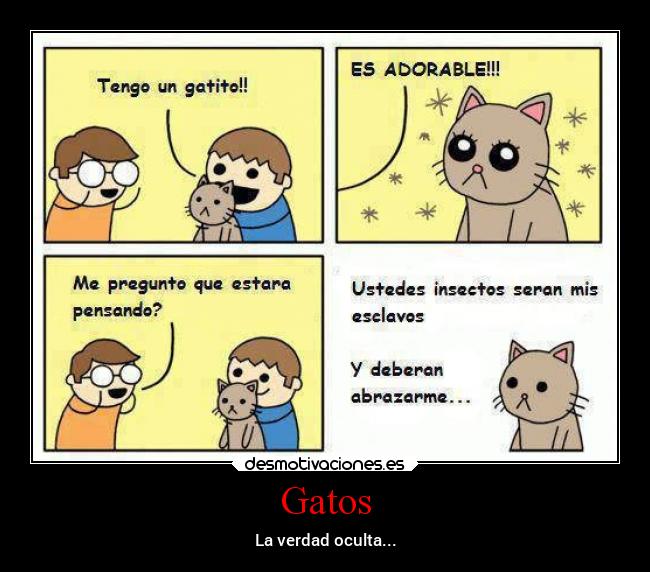 carteles gatos gatos humor desmotivaciones