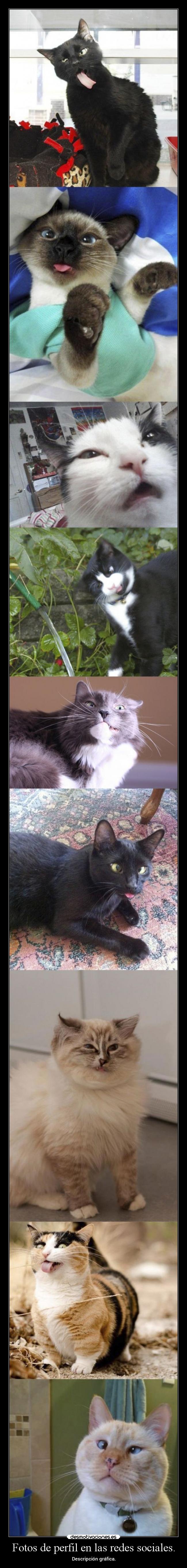 Fotos de perfil en las redes sociales. -