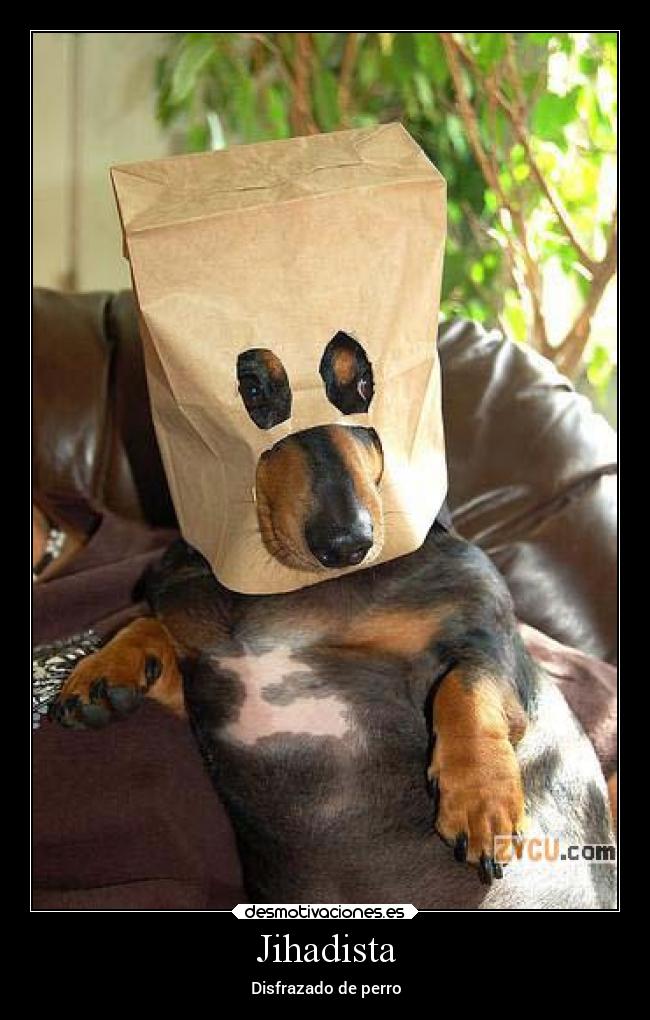 carteles humor animales perro jihad isis desmotivaciones