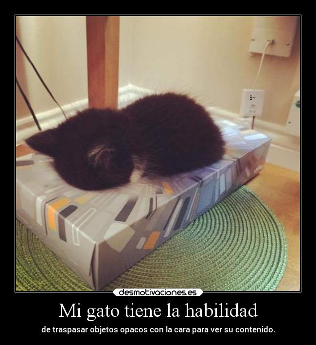 Mi gato tiene la habilidad -