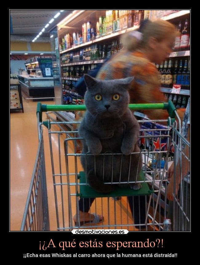 ¡¿A qué estás esperando?! - ¡¡Echa esas Whiskas al carro ahora que la humana está distraída!!