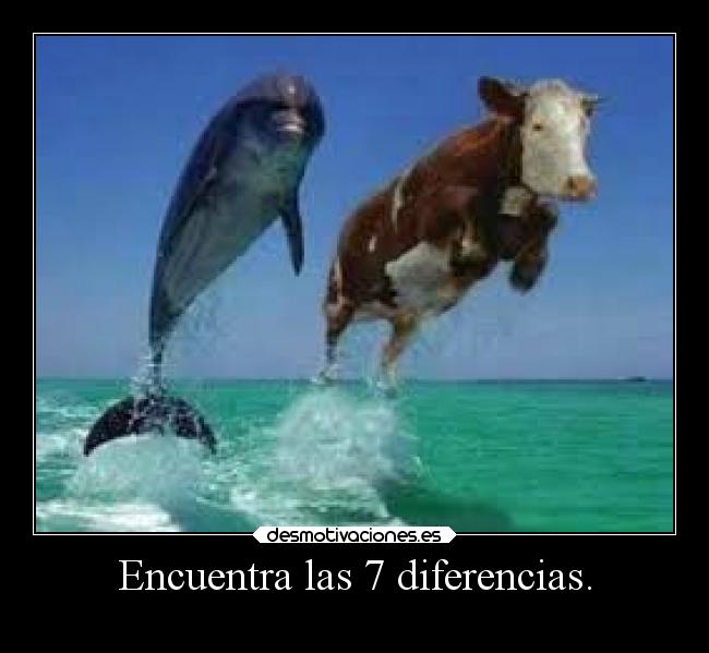 carteles humor vaca delfin desmotivaciones