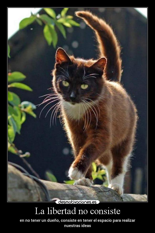 La libertad no consiste -