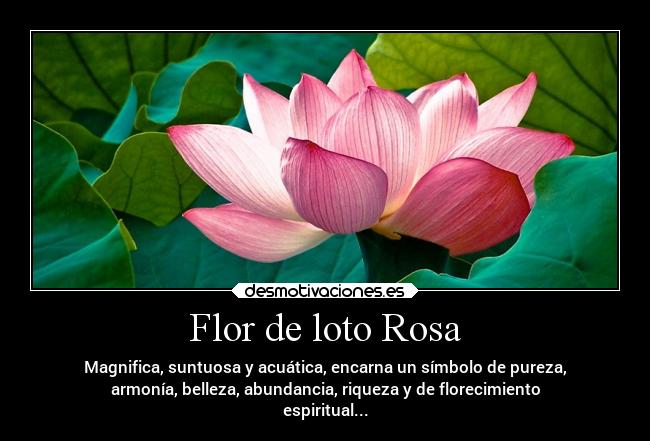 Flor de loto Rosa - Magnifica, suntuosa y acuática, encarna un símbolo de pureza,
armonía, belleza, abundancia, riqueza y de florecimiento
espiritual...