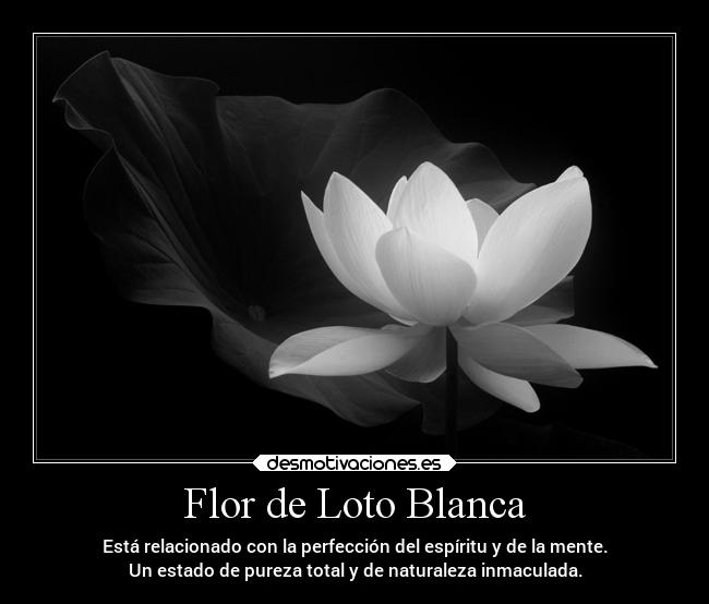Flor de Loto Blanca - Está relacionado con la perfección del espíritu y de la mente.
Un estado de pureza total y de naturaleza inmaculada.