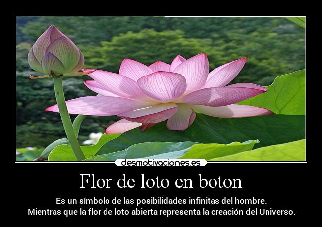 Flor de loto en boton - Es un símbolo de las posibilidades infinitas del hombre.
Mientras que la flor de loto abierta representa la creación del Universo.
