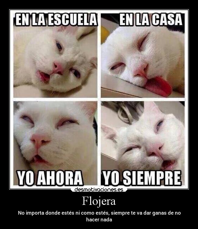 Flojera - 