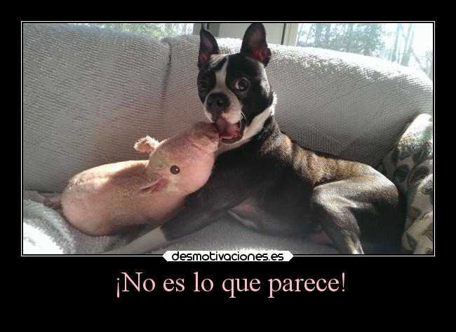 ¡No es lo que parece! -