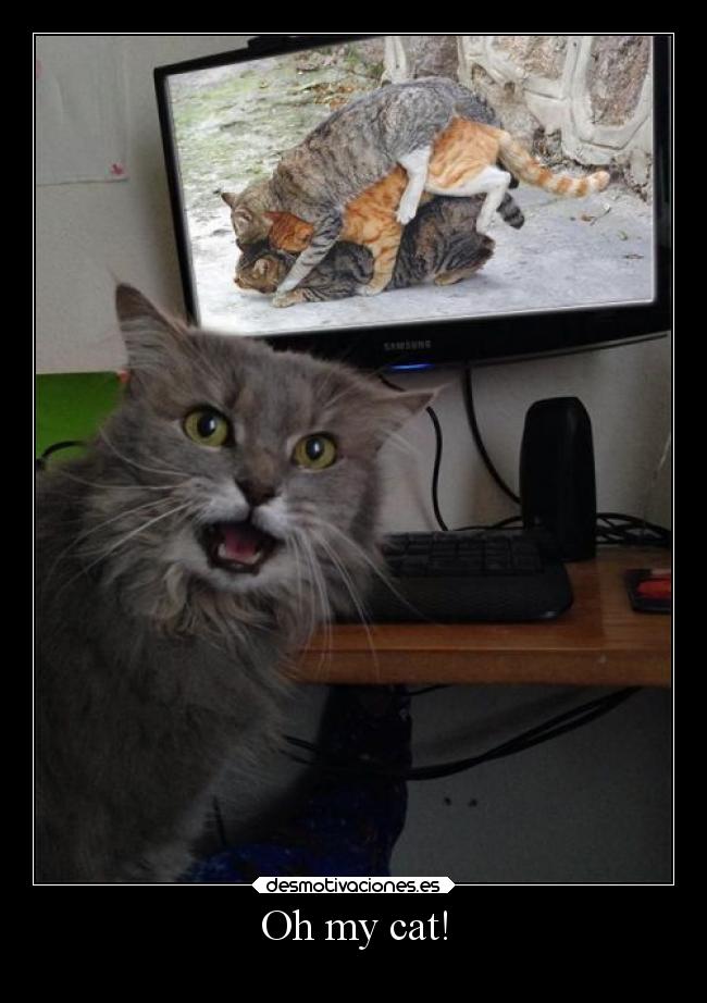 Oh my cat! -