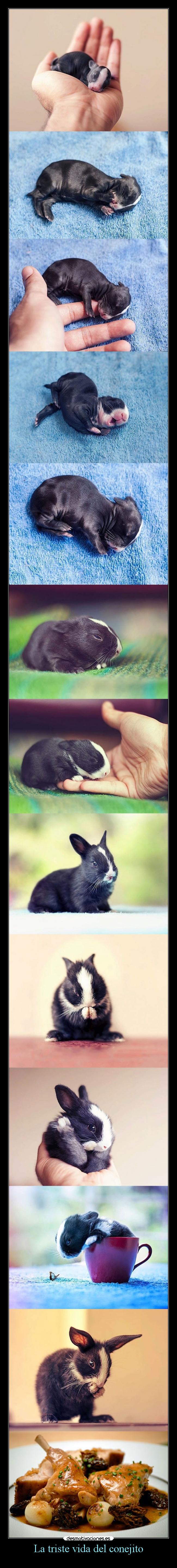 La triste vida del conejito - 
