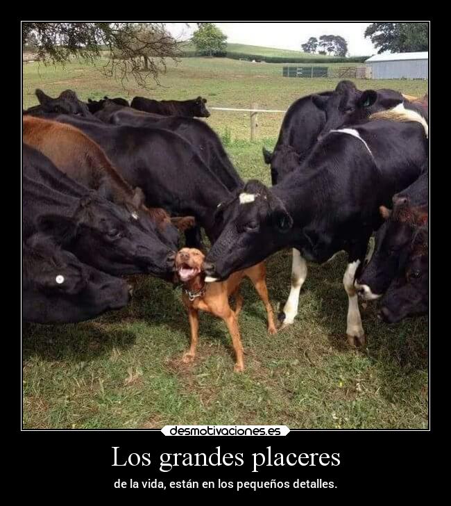 Los grandes placeres - 