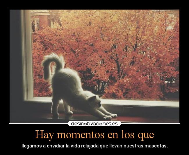 Hay momentos en los que - llegamos a envidiar la vida relajada que llevan nuestras mascotas.