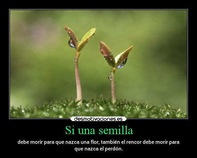 Si una semilla -